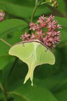 luna moth on milkweed photo