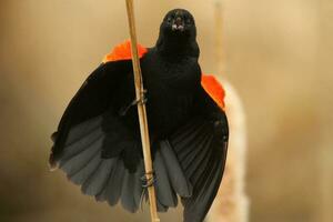 red winged blackbird calling photo