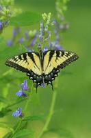 oriental Tigre cola de golondrina mariposa en azul lobelia foto