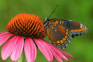 rojo manchado púrpura mariposa en coneflower foto