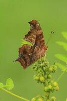 question mark butterfly on senna photo