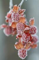 frost covered American bittersweet berries photo