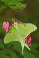 luna moth and bleeding hearts photo