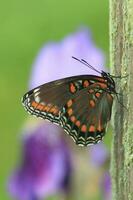 rojo manchado púrpura mariposa en enviar foto