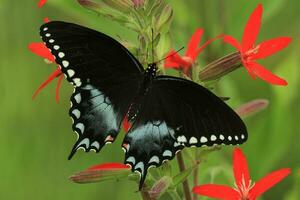 arbusto de especias cola de golondrina mariposa en mosca foto