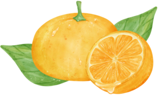 vattenfärg färsk orange frukt hand teckning målad illustration med sammansättning png