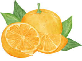 aquarelle Frais Orange fruit main dessin peint illustration avec composition png