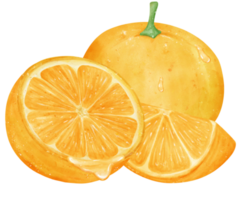 aguarela fresco laranja fruta mão desenhando pintado ilustração com composição png