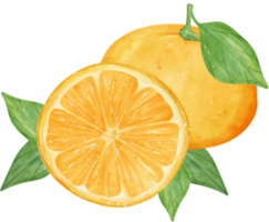 aguarela fresco laranja fruta mão desenhando pintado ilustração com composição png