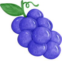 cute fresh bunch of purple grapes fruit watercolor png