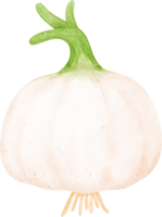 Watercolor fresh white onion vegetable vibrant color hand drawing png