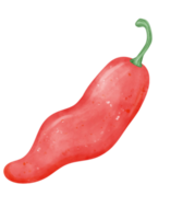 Watercolor fresh red chili vegetable vibrant color hand drawing png