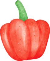 acuarela Fresco rojo campana pimienta vegetal vibrante color mano dibujo png