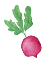 Watercolor fresh red radish vegetable vibrant color hand drawing png