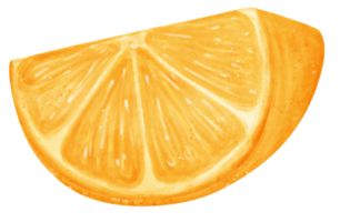 Watercolour piece sliced cut orange fruit hand painted illustration png