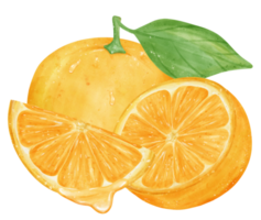 Watercolor fresh orange fruit hand drawing painted illustration with composition png