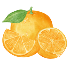 Watercolor fresh orange fruit hand drawing painted illustration with composition png