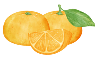 aguarela fresco laranja fruta mão desenhando pintado ilustração com composição png