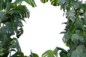 Tropical plants on transparent background as png. Botanical foreground. Frame, border with copy space in the middle. Cut out graphic design element. Realistic leaves. 3D rendering. png