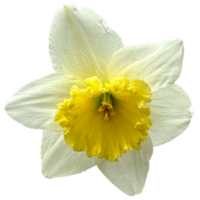 beautiful Dafodil  flowers png