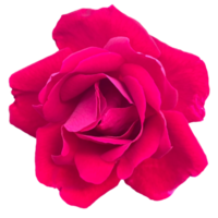 rote Rosenblume png