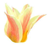 Tulipa kaufmanniana fiore png