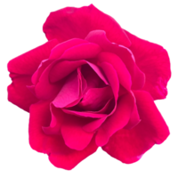 flor rosa roja png