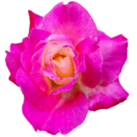 Rose fleur rosâtre png