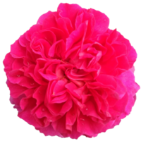 Garden roses flower png