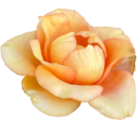 Rose pêche coloré fleurs png