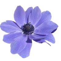 Poppy anemone flower png