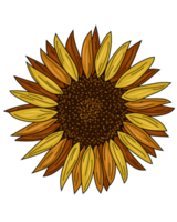 Sunflower creative art png
