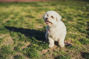 Cute poodle dog outdoors photo