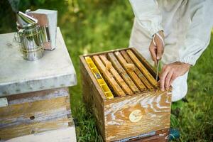 Beekeeper with his beehives in forest. Beekeeping professional occupation. photo