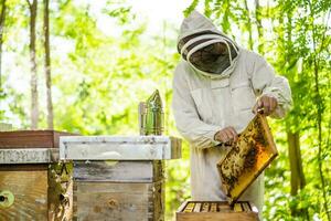 Beekeeper with his beehives in forest. Beekeeping professional occupation. photo