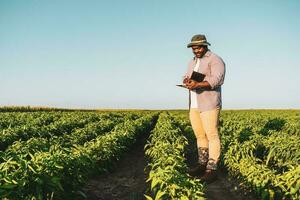 Farmer is standing in his growing soybean field. photo