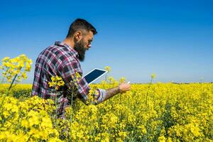 A farmer stands in a rapeseed field and examines the progress of crops photo