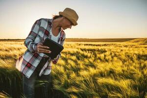 Adult woman is cultivating barley on her land. She is examining progress of crops. photo