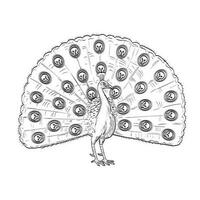 Peacock or Indian Peafowl with Fan Like Tail of Skull Comics Style Drawing vector