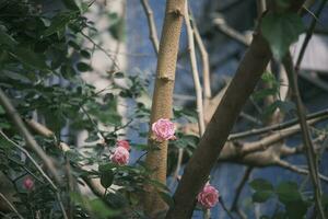pink roses on the branch photo