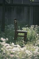 Wooden chair next to daisies in the garden photo