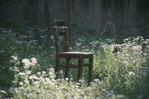 Wooden chair next to daisies in the garden photo