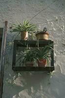 Chlorophytum plants on a beige exterior wall photo