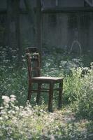 Wooden chair next to daisies in the garden photo