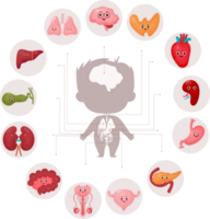 anatomi manlig kropp. tecknad serie organ png