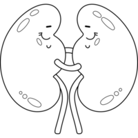 Kidney character. Human organ png