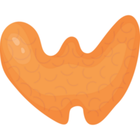 Human organ thyroid gland png