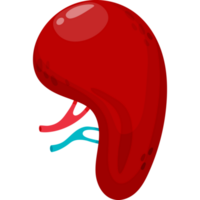 Human organ spleen png