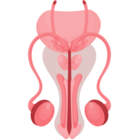 órgão reprodutor masculino png