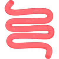 Human  organ small intestine png